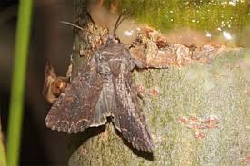 Attēlu rezultāti vaicājumam “Lacanobia suasa”