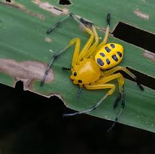 Image result for crab spider