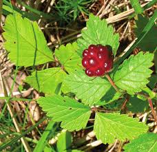 Attēlu rezultāti vaicājumam “Rubus arcticus”