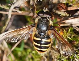 Attēlu rezultāti vaicājumam “Sericomyia silentis”