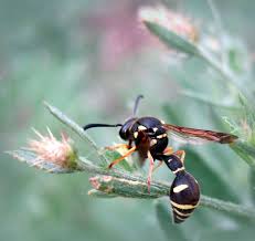 Attēlu rezultāti vaicājumam “Eumenes sp.”