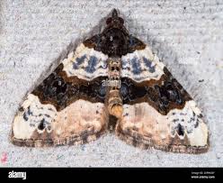 Attēlu rezultāti vaicājumam “Cosmorhoe ocellata”