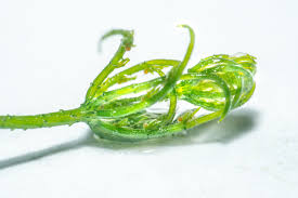 Attēlu rezultāti vaicājumam “Chara contraria”