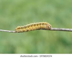 Attēlu rezultāti vaicājumam “Lasiocampa trifolii”