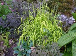 Attēlu rezultāti vaicājumam “Milium effusum flower”