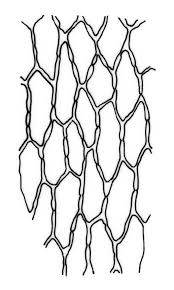 Attēlu rezultāti vaicājumam “Bryum amblyodon”