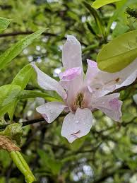 Attēlu rezultāti vaicājumam “Magnolia x loebneri flower”