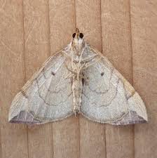 Attēlu rezultāti vaicājumam “Eulithis testata”