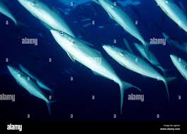 Image result for Elagatis bipinnulata