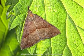 Attēlu rezultāti vaicājumam “Hypena proboscidalis”