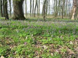 Attēlu rezultāti vaicājumam “Corydalis cava”