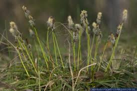 Attēlu rezultāti vaicājumam “Carex ericetorum”