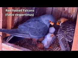 Image result for Falco vespertinus