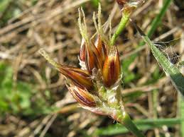 Attēlu rezultāti vaicājumam “Luzula campestris”