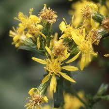 Attēlu rezultāti vaicājumam “Solidago virgaurea”