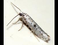 Attēlu rezultāti vaicājumam “Yponomeuta plumbella”