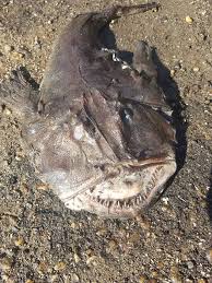 Image result for Lophius americanus