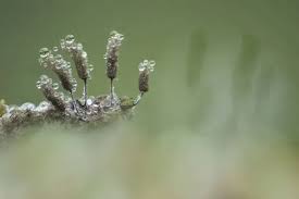 Attēlu rezultāti vaicājumam “Stemonitopsis typhina macro”