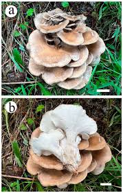 Attēlu rezultāti vaicājumam “Postia rennyi”