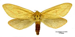 Attēlu rezultāti vaicājumam “Hepialus humuli”