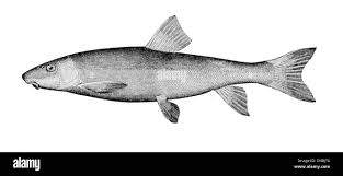 Image result for Catostomus commersonii