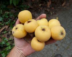 Attēlu rezultāti vaicājumam “Eriophorum latifolium fruit”