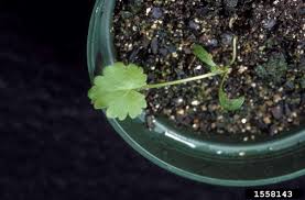 Attēlu rezultāti vaicājumam “Pastinaca sativa subsp. sylvestris leaf”