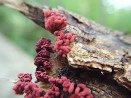 Attēlu rezultāti vaicājumam “Arcyria denudata macro”