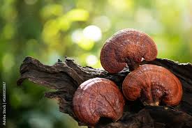 Attēlu rezultāti vaicājumam “Ganoderma lucidum”
