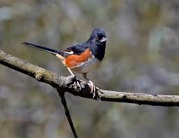 Image result for Pipilo erythrophthalmus