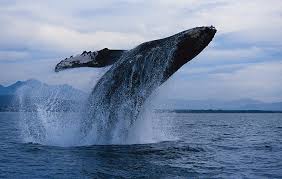 Image result for Megaptera novaeangliae