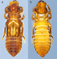 Attēlu rezultāti vaicājumam “Callimorpha dominula larva”