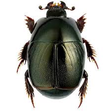 Attēlu rezultāti vaicājumam “Histeridae”