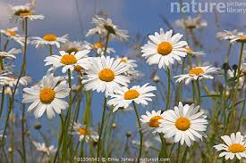 Attēlu rezultāti vaicājumam “Leucanthemum vulgare”