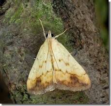 Attēlu rezultāti vaicājumam “Evergestis extimalis”