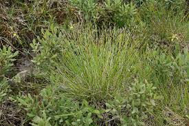Attēlu rezultāti vaicājumam “Schoenus ferrugineus flower”