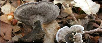 Attēlu rezultāti vaicājumam “Phellodon niger”