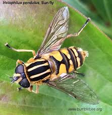 Attēlu rezultāti vaicājumam “Helophilus sp.”