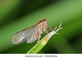 Attēlu rezultāti vaicājumam “Javesella pellucida male”