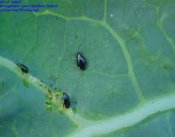 Attēlu rezultāti vaicājumam “Cruciferae”