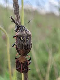 Attēlu rezultāti vaicājumam “Jalla dumosa”