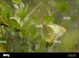 Attēlu rezultāti vaicājumam “Colias palaeno upperside”