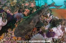 Image result for Haploblepharus pictus