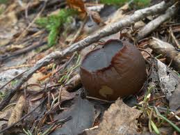 Attēlu rezultāti vaicājumam “Sarcosoma globosum”