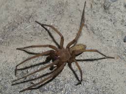 Attēlu rezultāti vaicājumam “Tegenaria sp.”