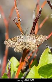 Attēlu rezultāti vaicājumam “Ematurga atomaria male”