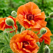 Image result for Papaver orientale