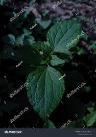 Attēlu rezultāti vaicājumam “Galinsoga quadriradiata leaf”