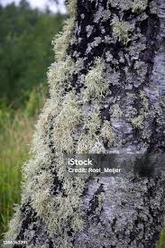 Attēlu rezultāti vaicājumam “Usnea hirta”