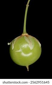 Attēlu rezultāti vaicājumam “Cynosurus cristatus fruit”